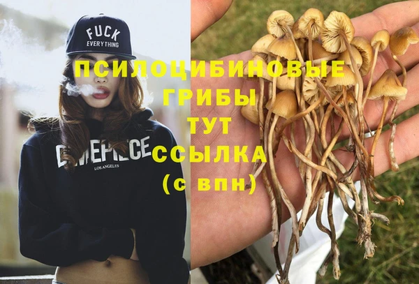 гашик Михайловск